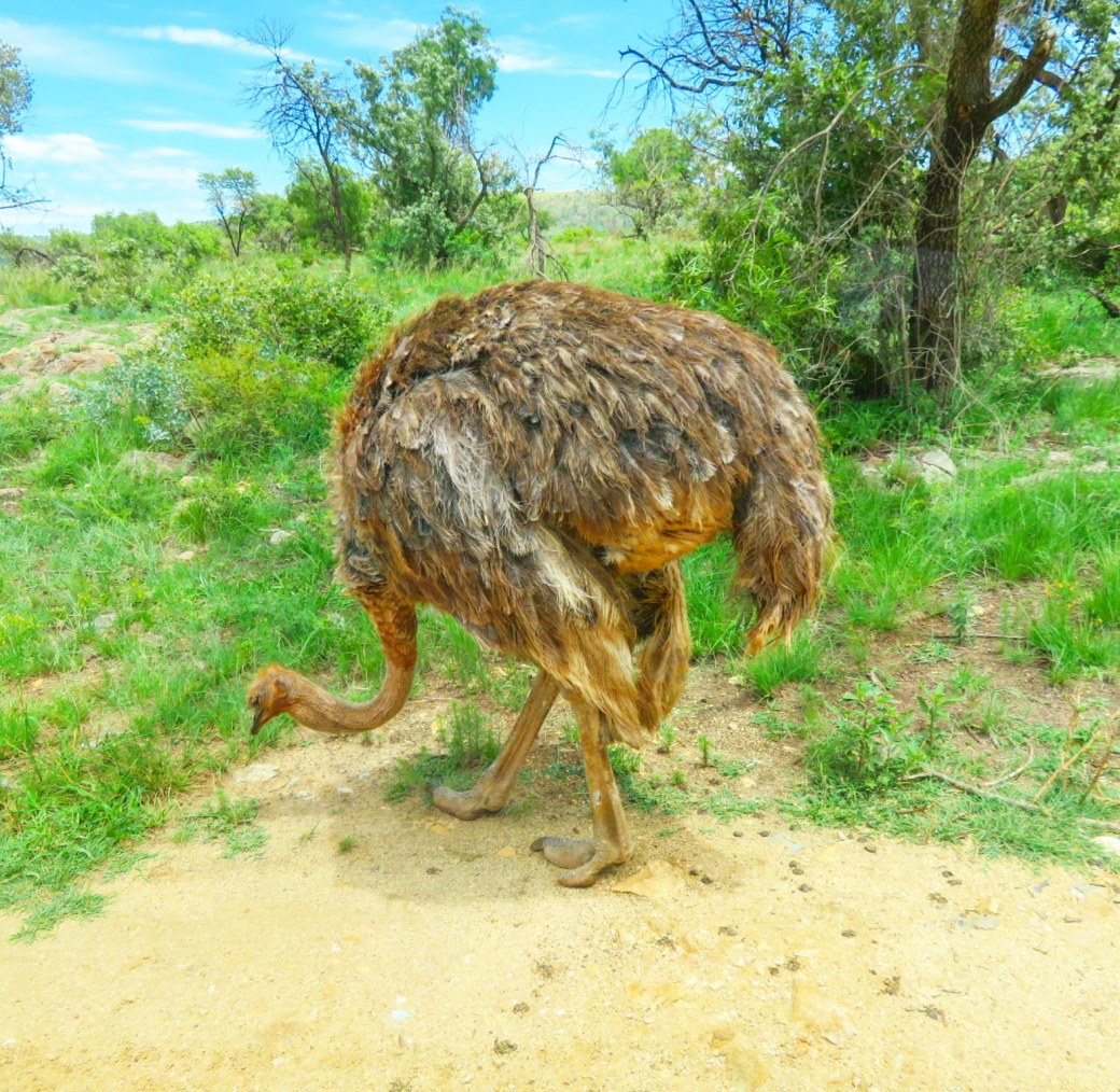 IMG_20190203_140320_604