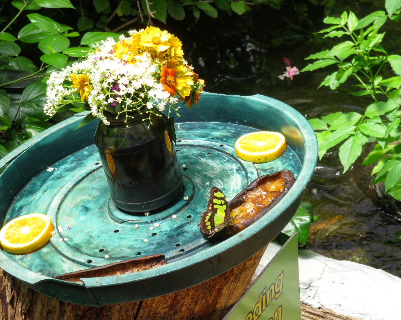 IMG_20190203_141606_559