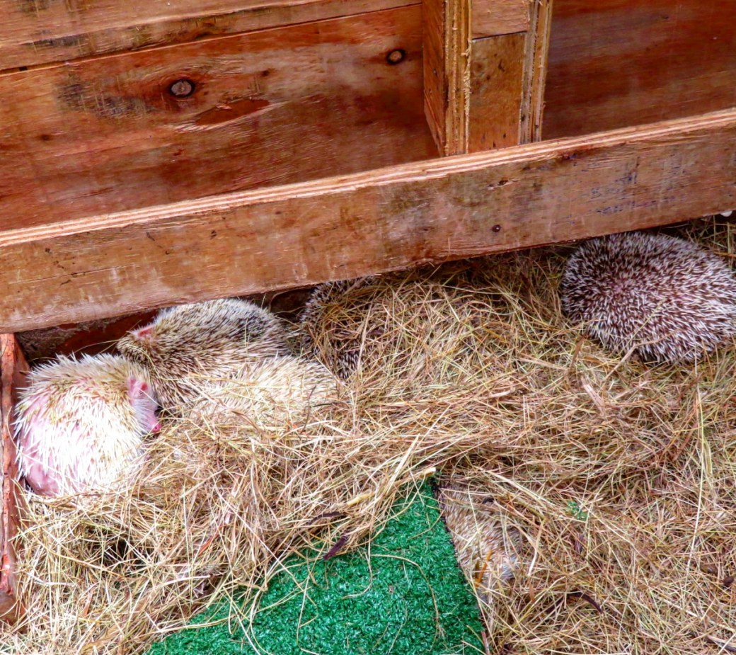 IMG_20190203_141920_708